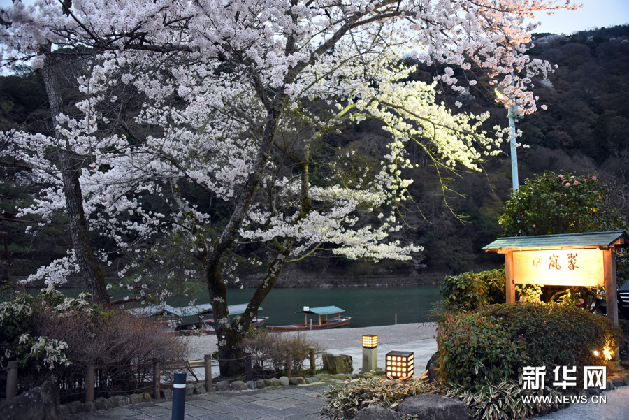 日本赏樱：莫负人间四月天