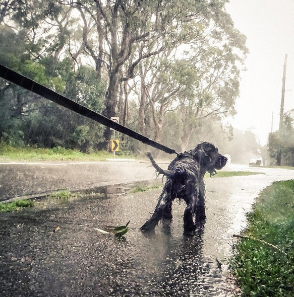 悉尼遭遇暴风雨 网友争晒“唯美”灾难照