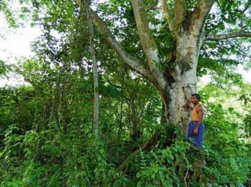印度男子花36年打造原始森林