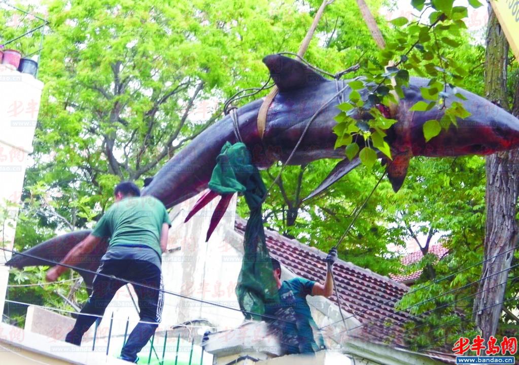 六米长鲨鱼被吊进居民院 买主遭调查