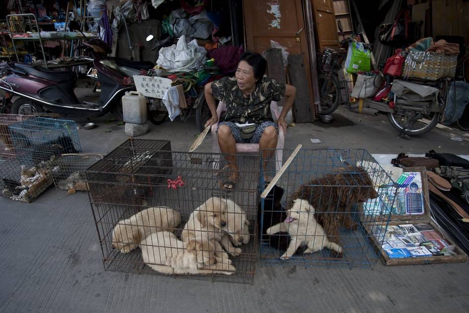 玉林狗市场图片