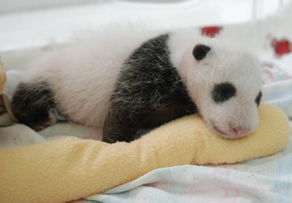 熊猫刚出生的样子可爱图片