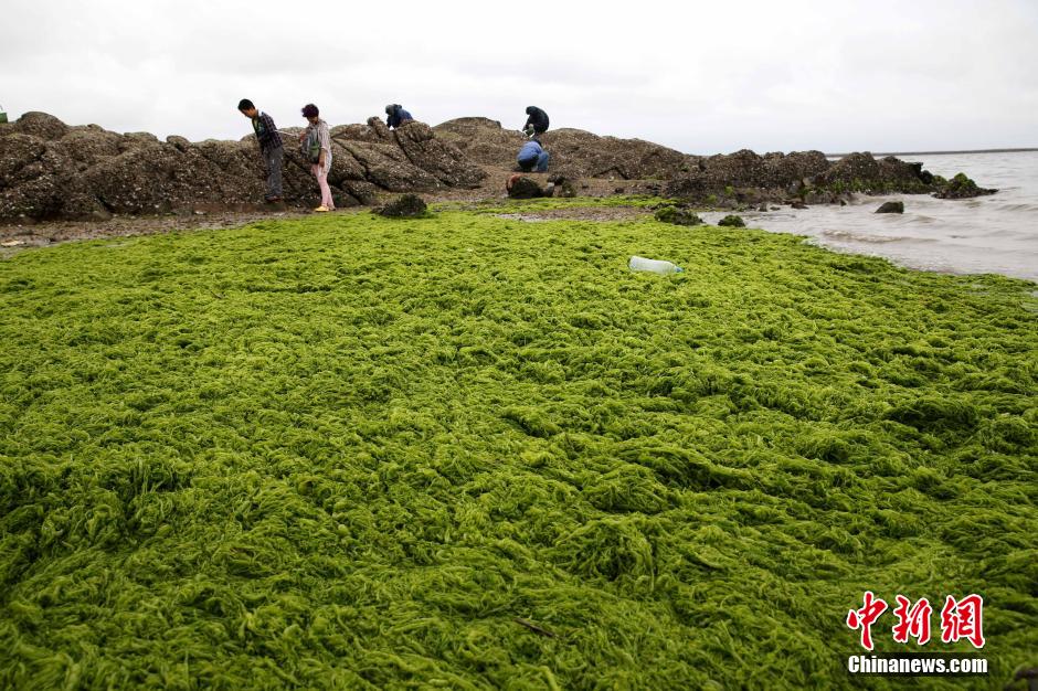 浒苔侵袭连云港 海岸覆盖大面积"绿毯"