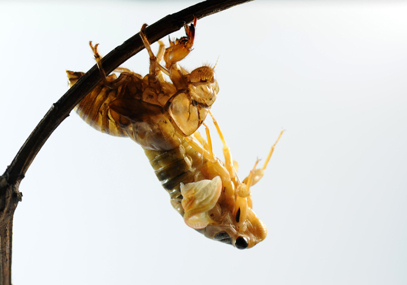 摄影爱好者历时数小时拍摄"金蝉脱壳"全过程