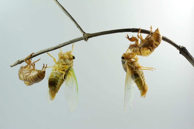 摄影爱好者历时数小时拍摄"金蝉脱壳"全过程