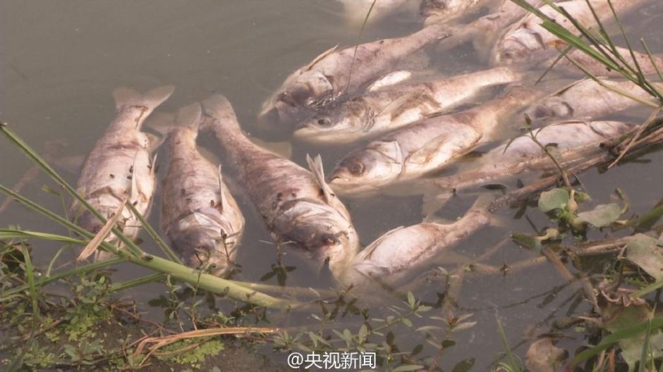 武汉南太子湖10万斤鱼死亡湖水成臭水