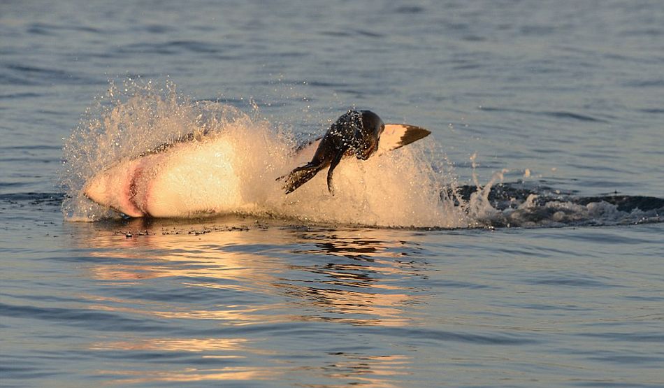 南非大白鲨跃出水面猎杀海豹场面惊险