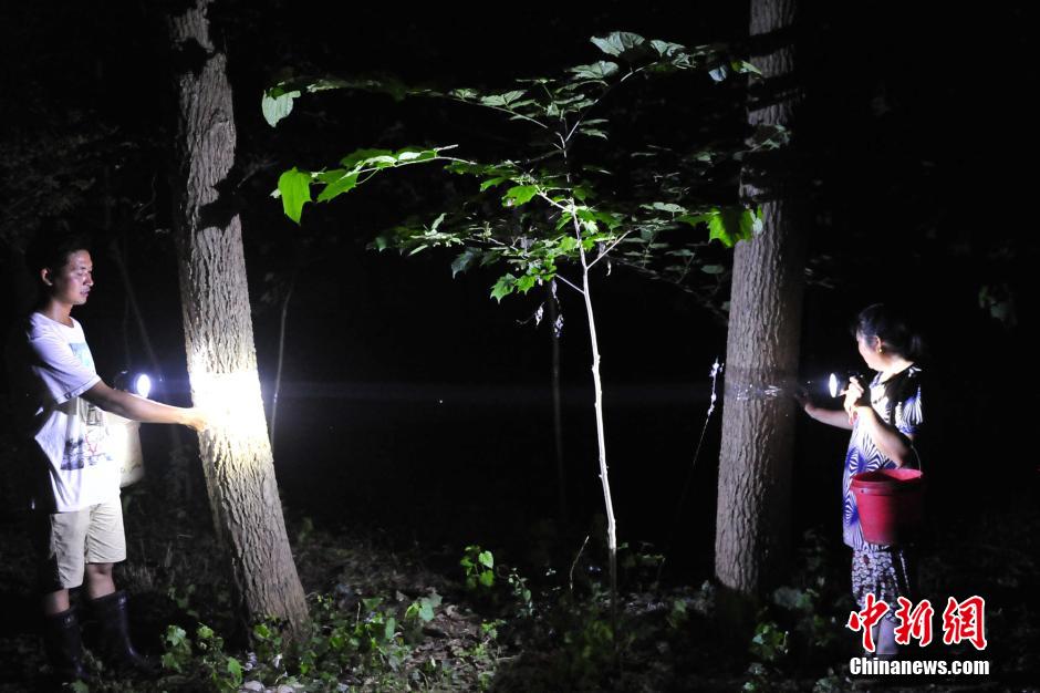 三峡民间捕蝉人一晚可收入上千元