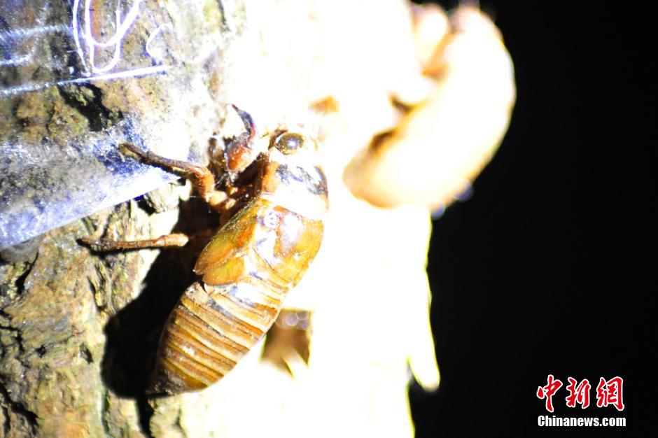 三峡民间捕蝉人一晚可收入上千元