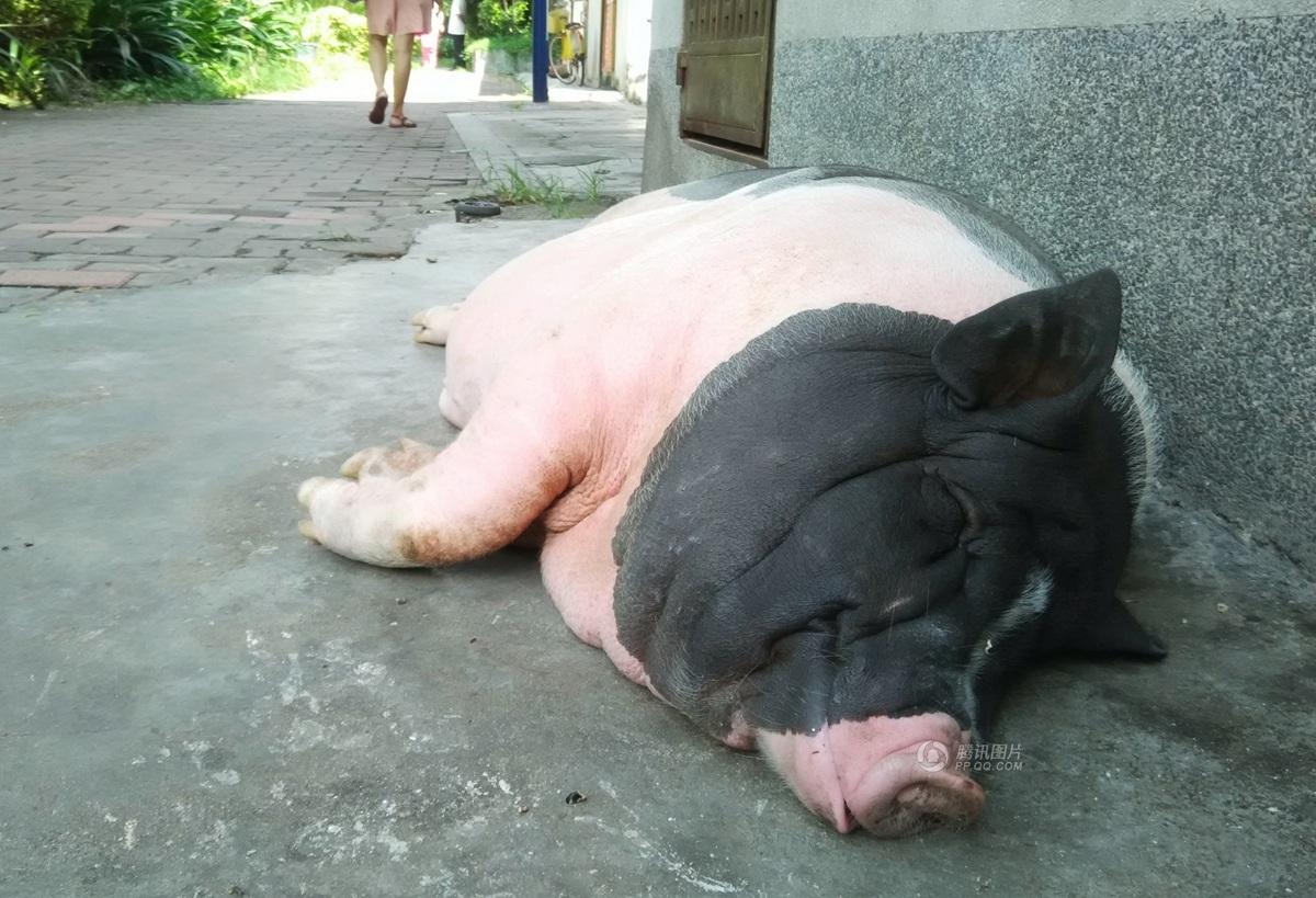 女子买入"小香猪" 一年长成200斤大肥猪