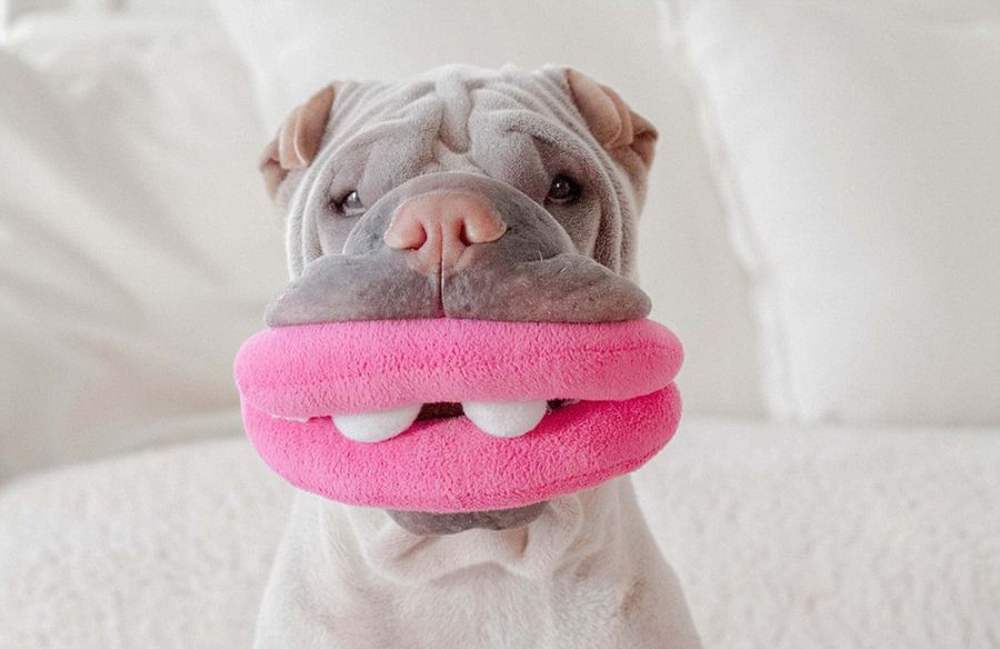 沙皮狗滑稽打扮 可爱模样走红网络