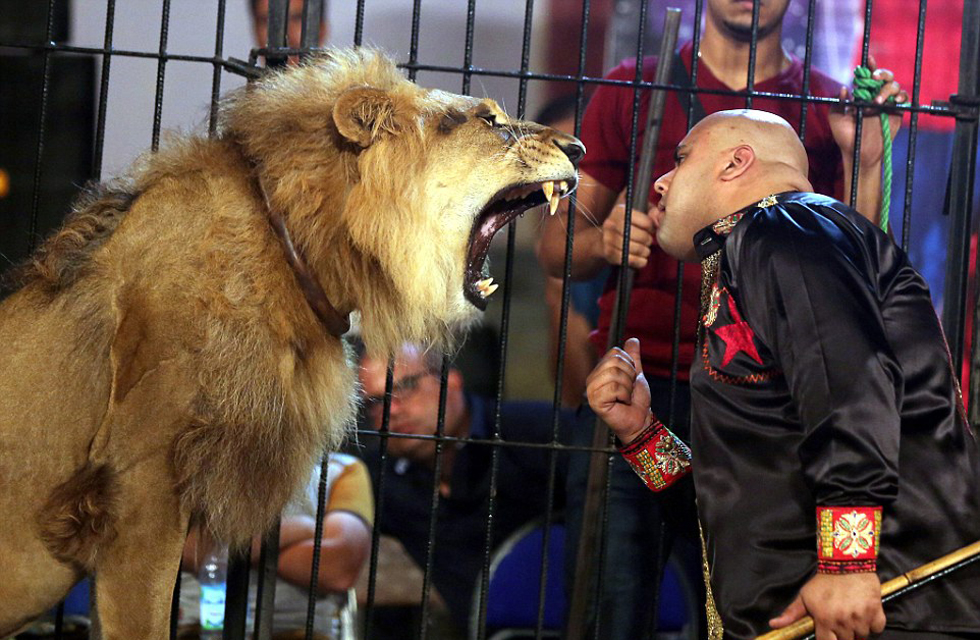 驯兽员口中衔刀嘴对嘴喂狮子