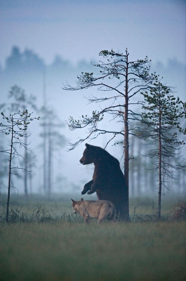 灰狼和棕熊连续十晚同看日落