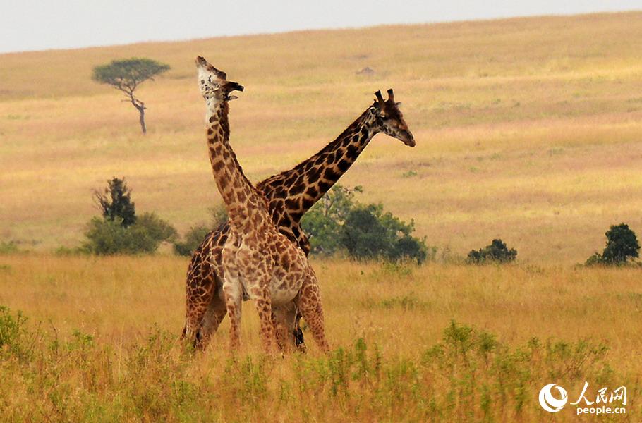 走进肯尼亚的动物世界