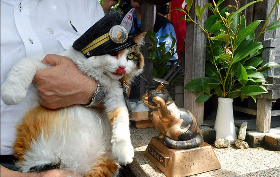 日本铁路小站迎来第二任猫站长