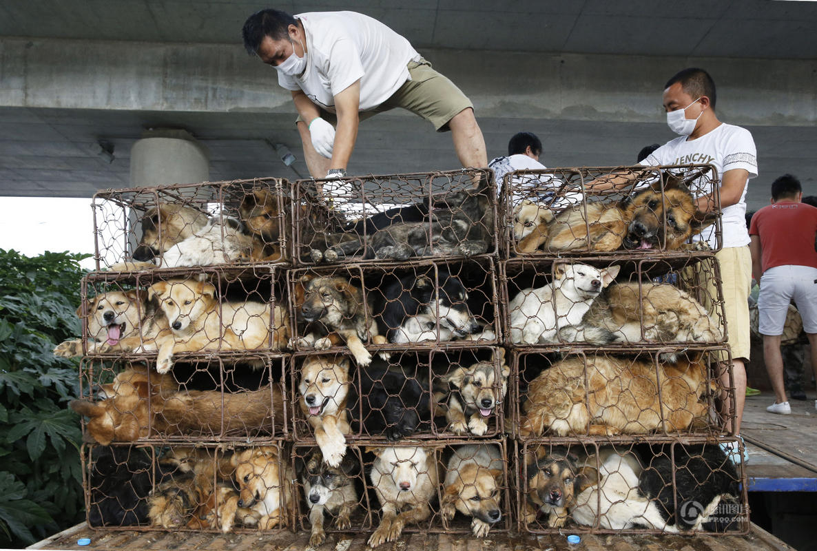 运狗车被西安爱心人士拦下司机妻子用匕首自残