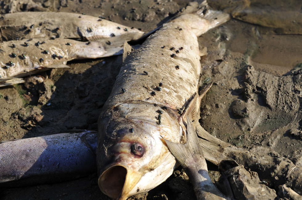 山东一水库缺水鱼类大量死亡 养殖户损失15万斤