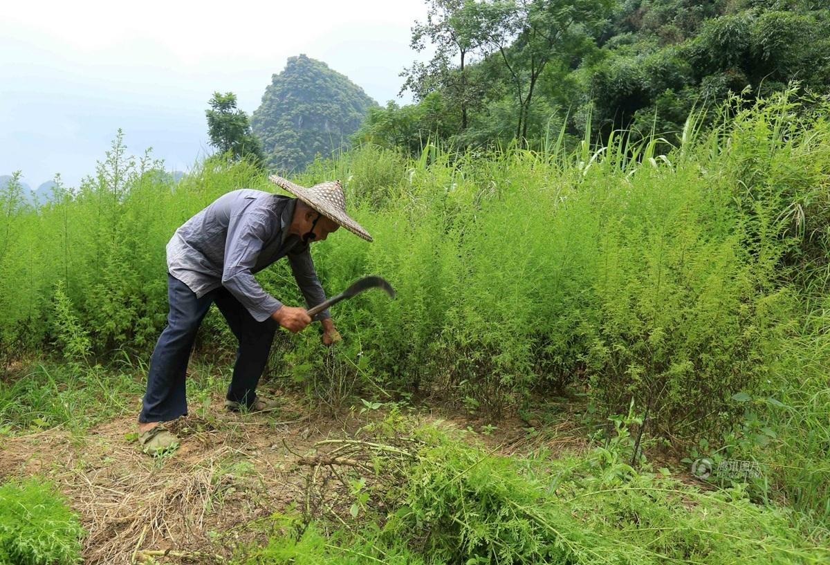 探访全国最大青蒿素生产基地