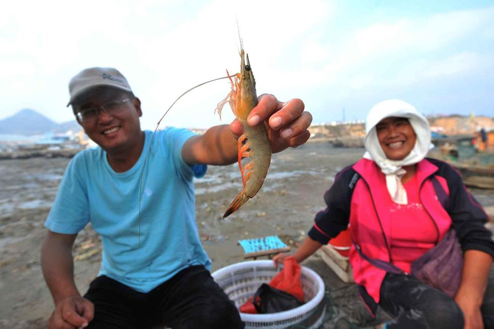 青岛秋季捕捞季 海捕大虾每只30元