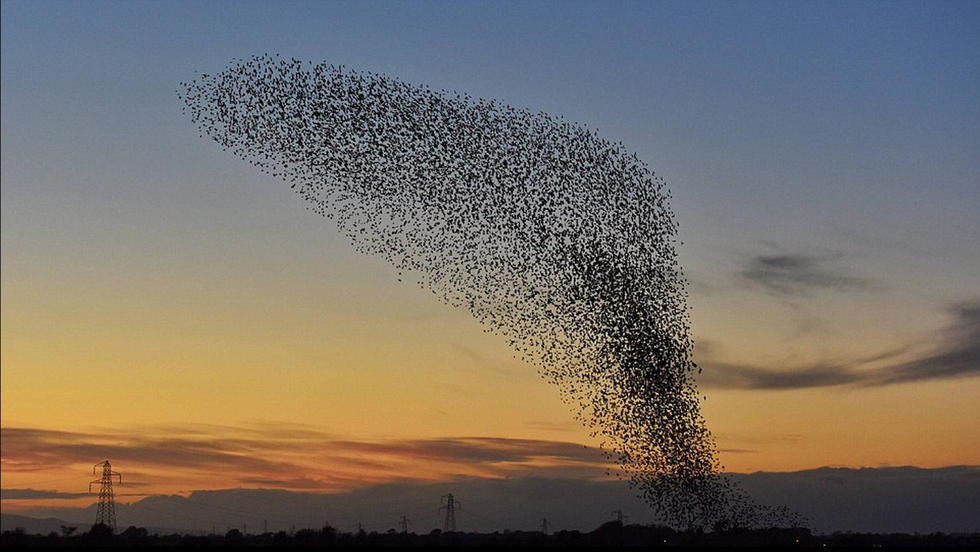 英国数千飞鸟集体迁徙 遮云蔽日场面壮观