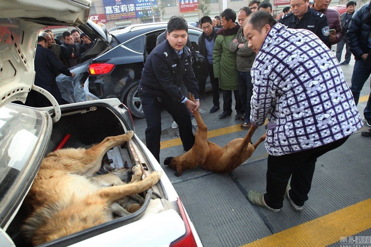 河南一轿车撞车后逃逸 后备厢塞数十条死狗