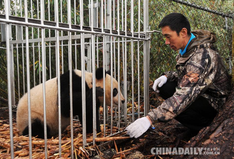 大熊猫“华姣”顺利抓捕 将于19日放归野外