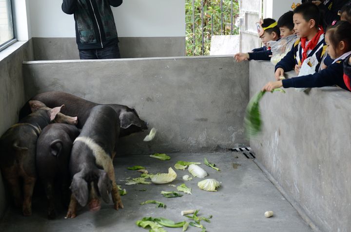 杭州小学校园建猪圈养猪 学生轮流喂猪