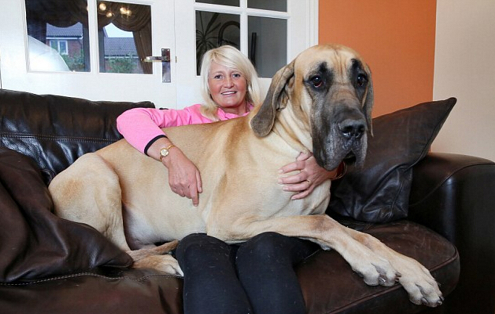 英国巨犬身高18米胆小如鼠