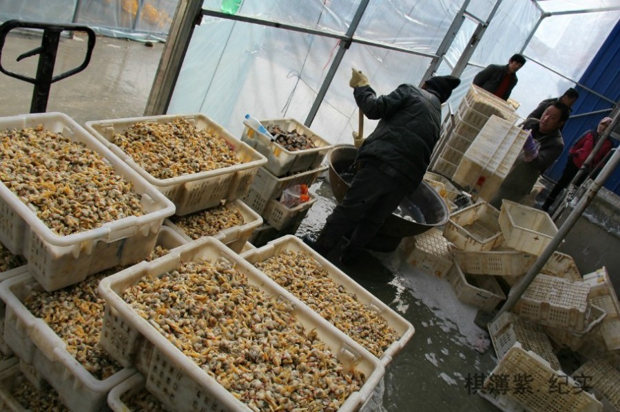 辽宁水产市场黄蚬子丰收日进200万斤堆成山