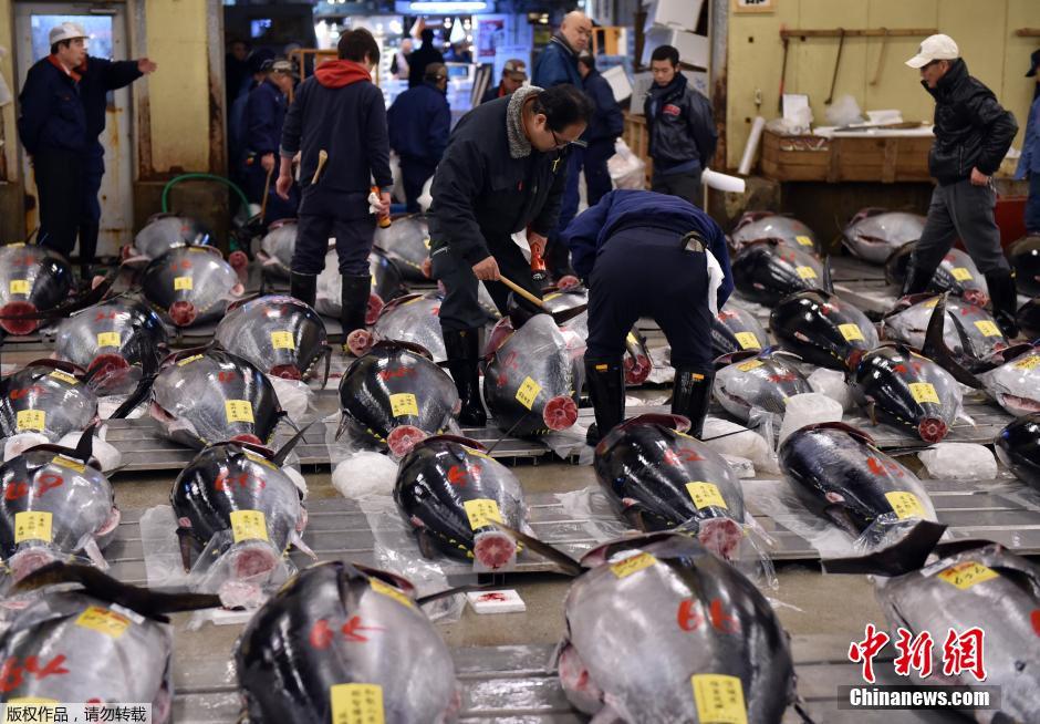 日本水产市场新年开市巨型金枪鱼卖近24万元