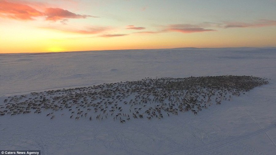 摄影师记录上万驯鹿迁徙画面 场面壮观