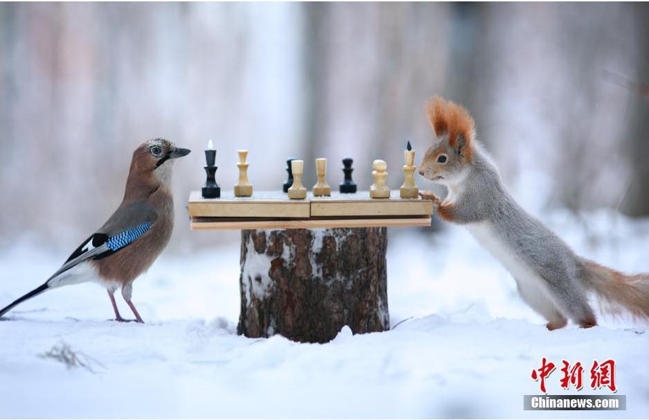 爆萌松鼠雪中下棋认真博弈场面逗趣