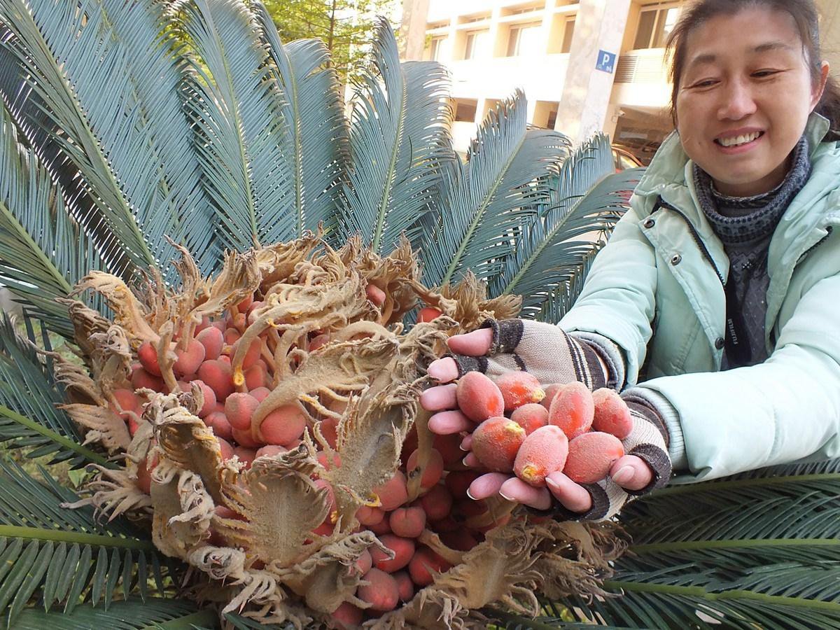 湖北宜昌铁树结果如"鸟巢 引路人采摘