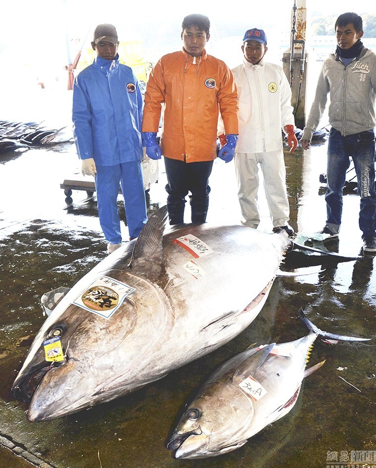 日本捕獲重417公斤金槍魚 夠3千人食生魚片