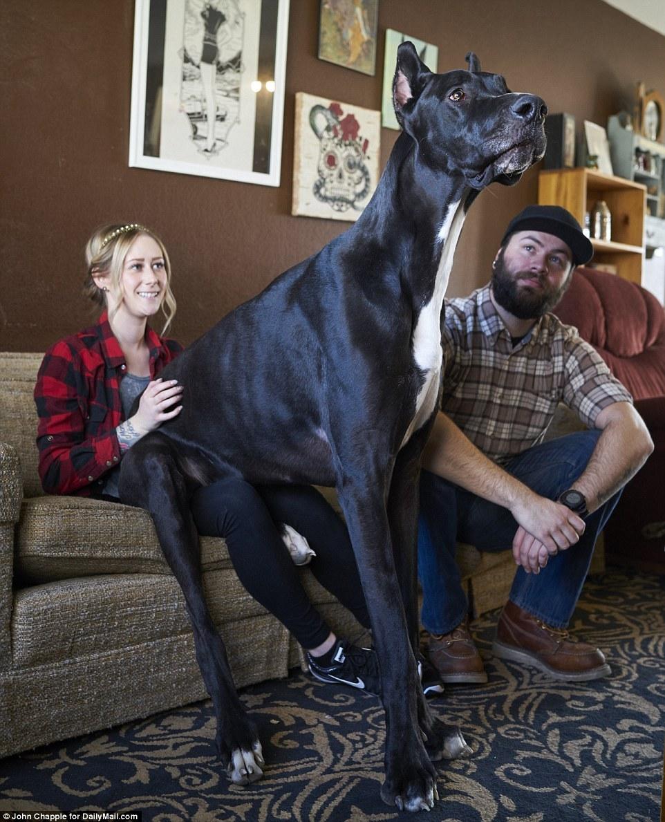 1米大丹狗或成"世界最高狗"