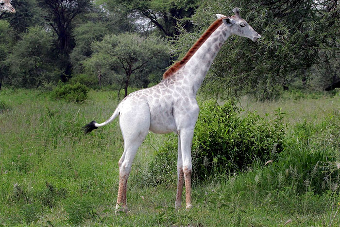 坦桑尼亚现白色长颈鹿 与伙伴相处甚欢