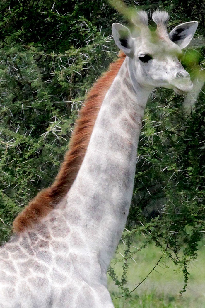 坦桑尼亚现白色长颈鹿 与伙伴相处甚欢(组图)
