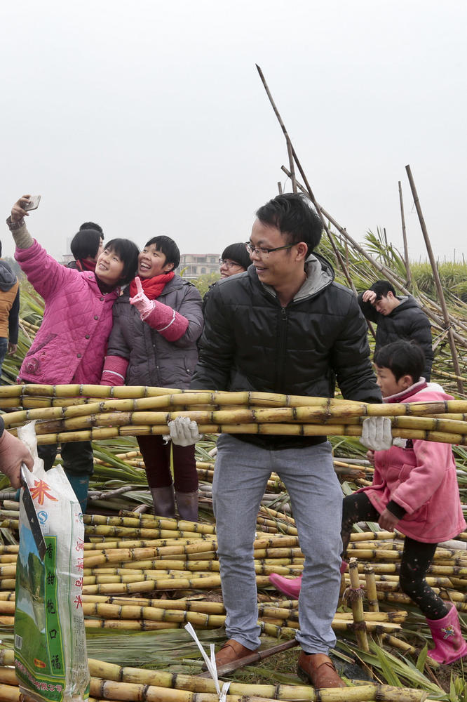 大风刮倒10亩甘蔗无人要5元贱卖瞬间秒光