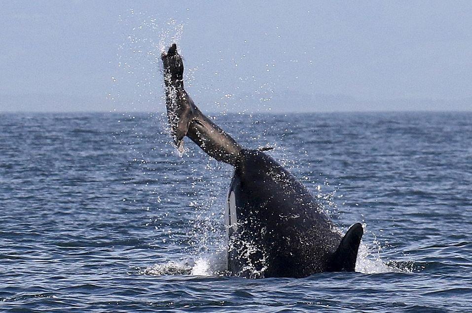 虎鲸捕食海狮图片