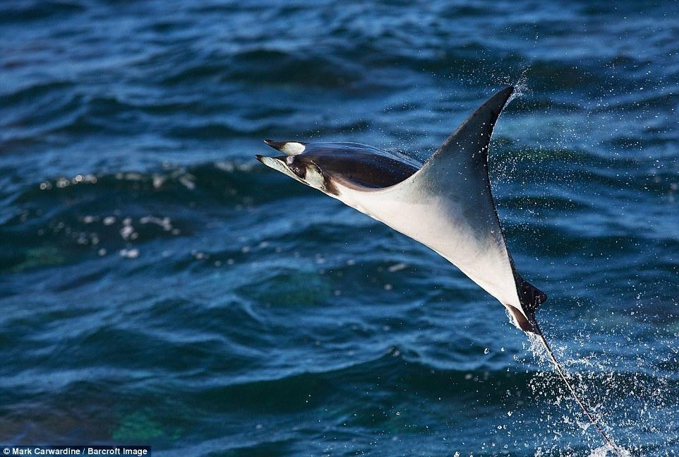 事实上,这个"翅膀"只是魔鬼鱼的胸鳍.