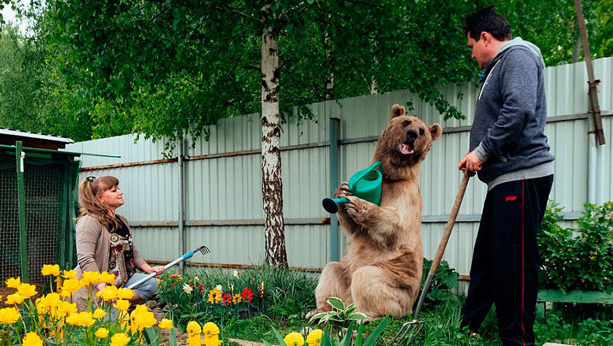 俄家庭和棕熊生活20余载 其乐融融画面温馨