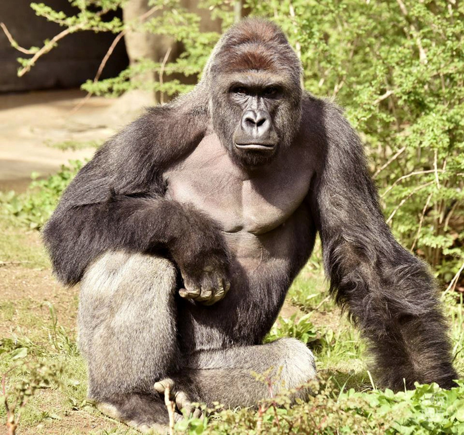 4岁男童掉入猩猩池内 动物园枪杀猩猩惹争议[7 中国日报网