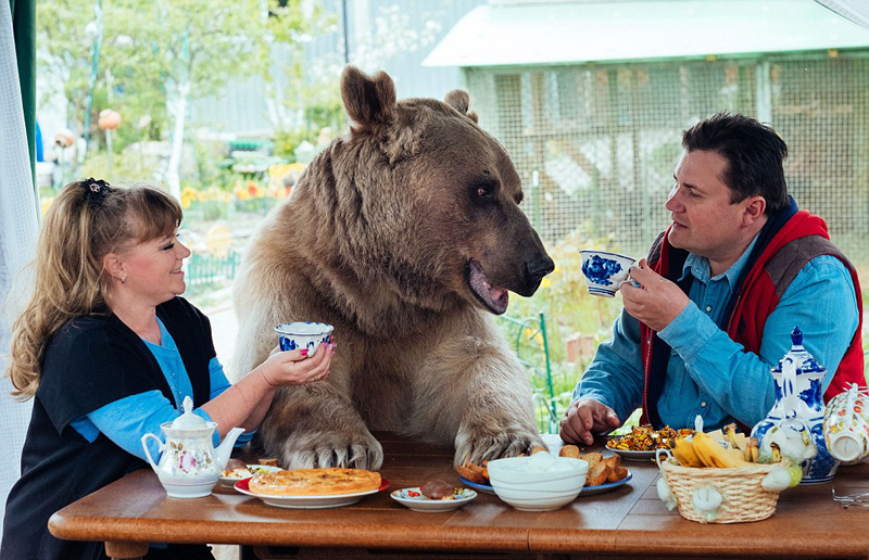 俄罗斯夫妇收养巨型棕熊当儿子养
