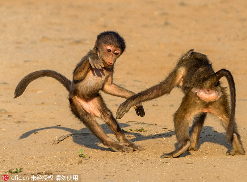 南非小狒狒手舞足蹈"斗舞"超逗乐