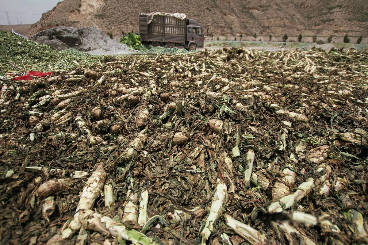 兰州高原夏菜滞销 大面积倾倒河沟(组图)