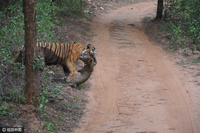 印尼母老虎丛林中捕食豹子 场面惊险