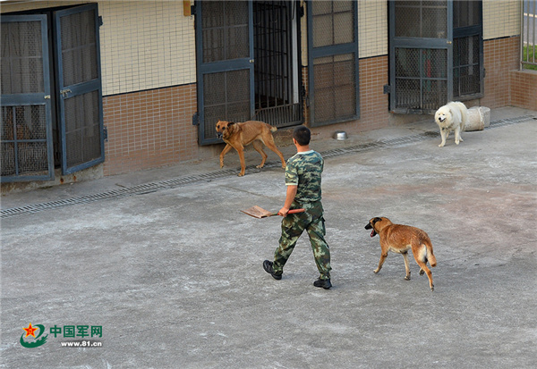 武警重庆总队警犬班:萌犬叼水管帮主人洗头