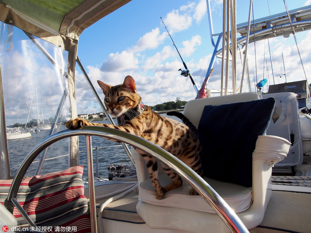 自拍猫manny划船图片