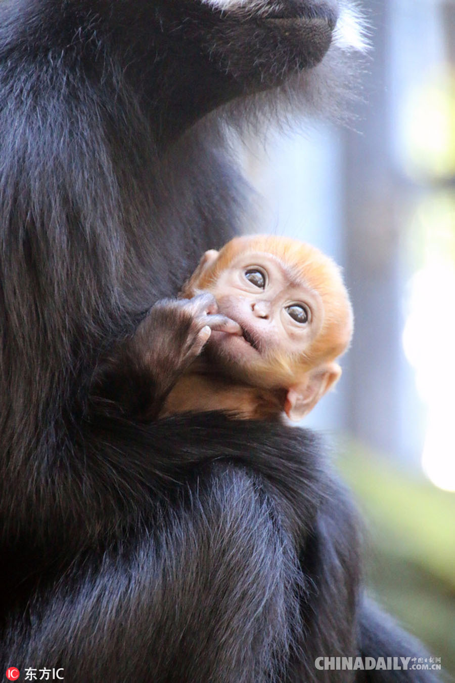 澳大利動物園誕生超萌橙黃色小猴子 為世界罕見[1]- 中國日報網