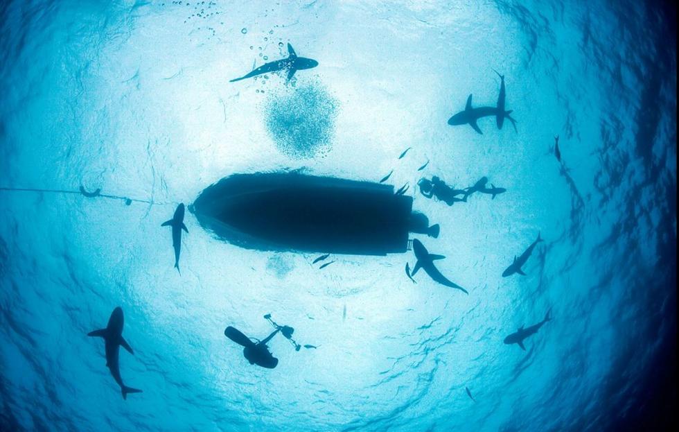 深海巨型生物未知图片